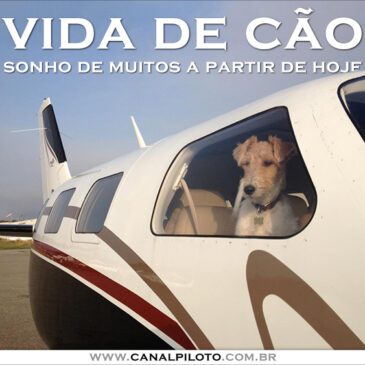 Vida de cão