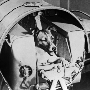 Laika: O primeiro animal a ser lançado em órbita