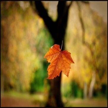 Falling Leaf: Voando como uma folha de outono